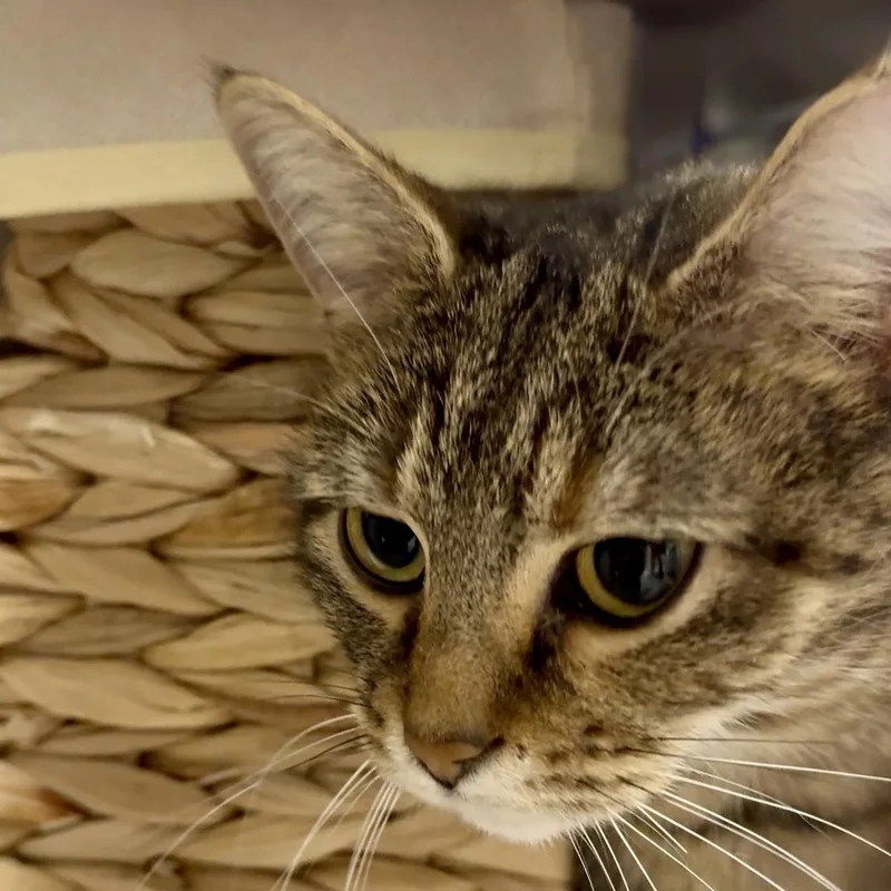 An adult small-sized female Tabby (Brown / Chocolate) Domestic Short Hair cat named Hissica for adoption in West Mifflin, PA