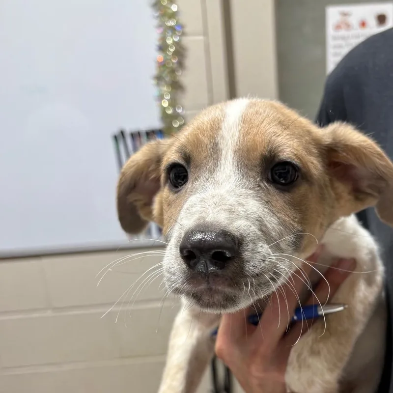 A baby small-sized male Yellow / Tan / Blond / Fawn Mixed Breed dog named Franko for adoption in Milton, FL