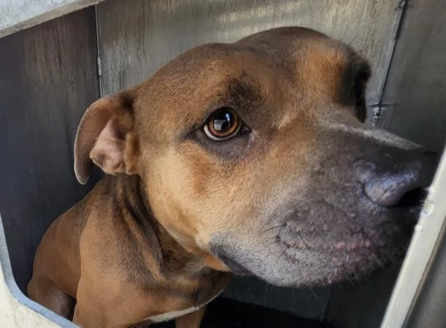 A young medium-sized male American Staffordshire Terrier dog named Bexar for adoption in San Antonio, TX