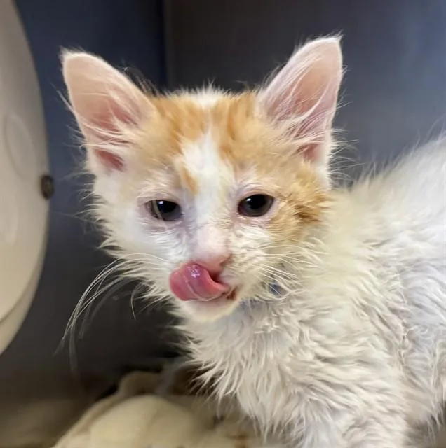 A baby small-sized female Domestic Short Hair cat named Pixie for adoption in Camarillo, CA