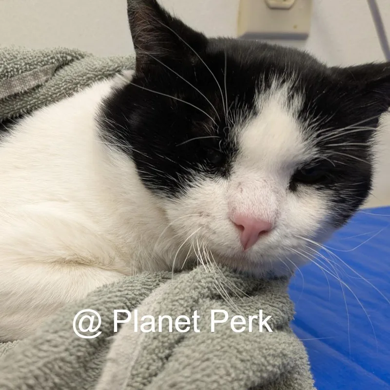 An adult medium-sized male White Domestic Short Hair cat named Mr. Pancake for adoption in Oshkosh, WI