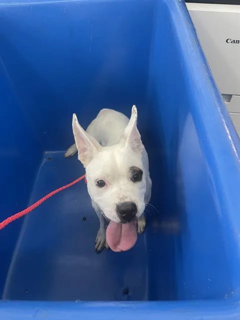 A baby large-sized female Mixed Breed dog named Pookie for adoption in Dallas, TX