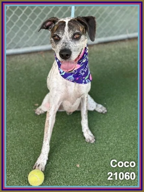 Coco
