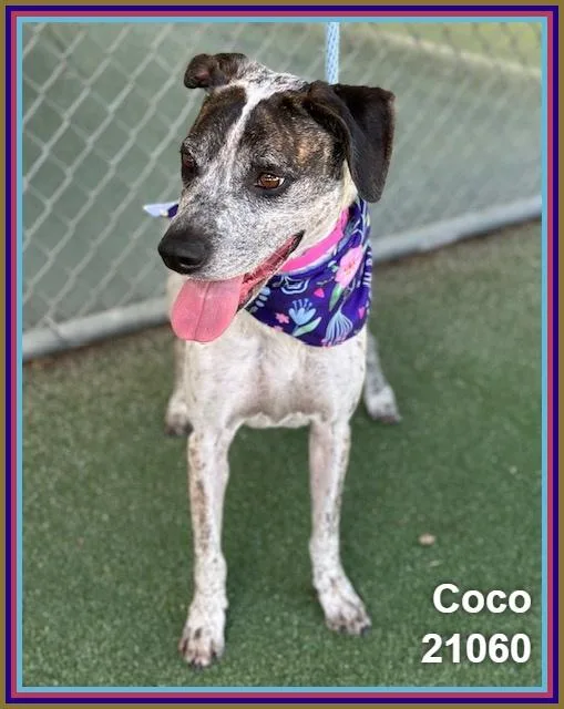 Coco thumbnail 3
