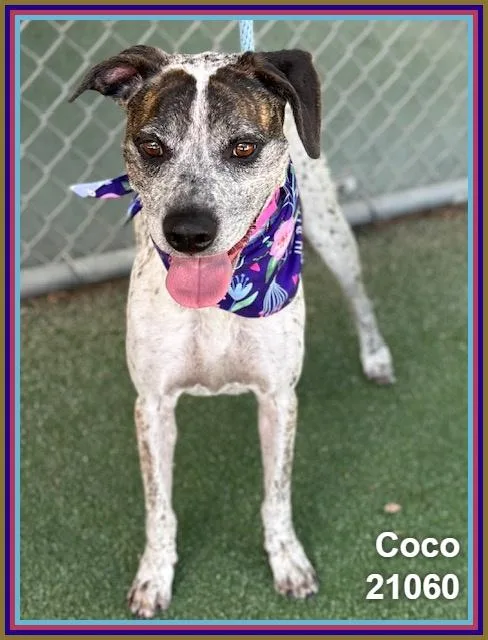 Coco thumbnail 4