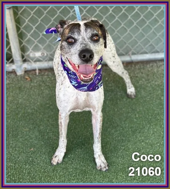 Coco thumbnail 5