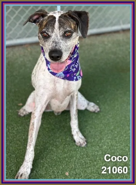 Coco thumbnail 6