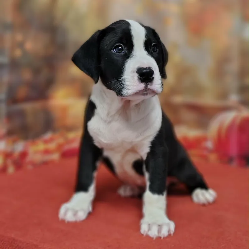 A baby medium-sized male Black Pit Bull Terrier dog named Max for adoption in Griswold, CT
