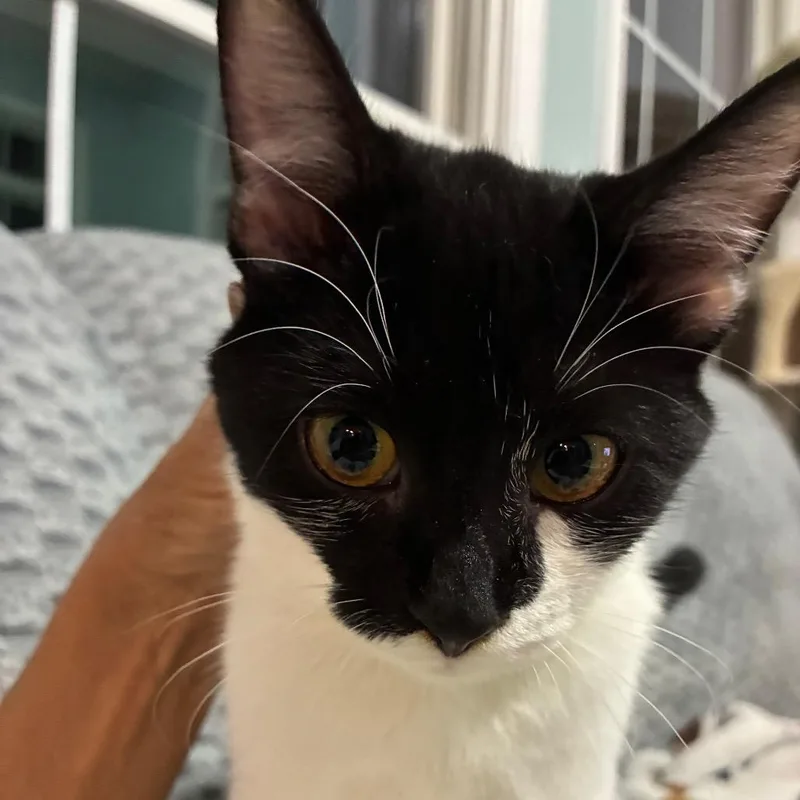 A baby small-sized female Black American Shorthair cat named SneezyJersey for adoption in Pittsburgh, PA
