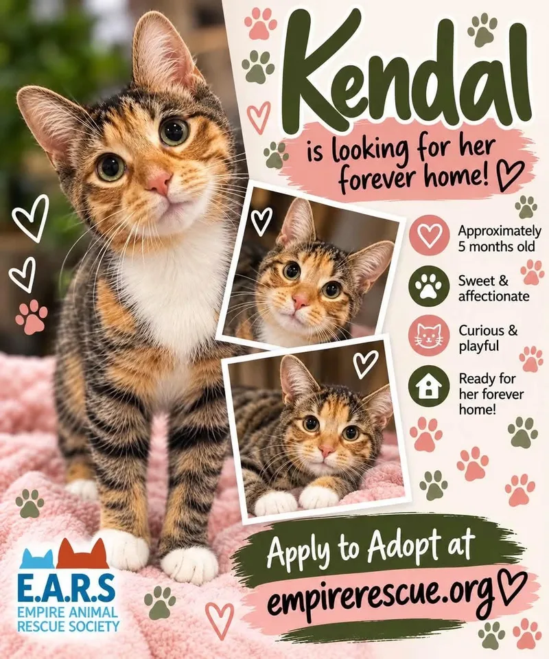 A baby medium-sized female Domestic Short Hair cat named Kendal for adoption in Salamanca, NY