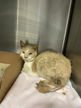 A senior small-sized male Domestic Short Hair cat named Percy for adoption in West Chester, PA