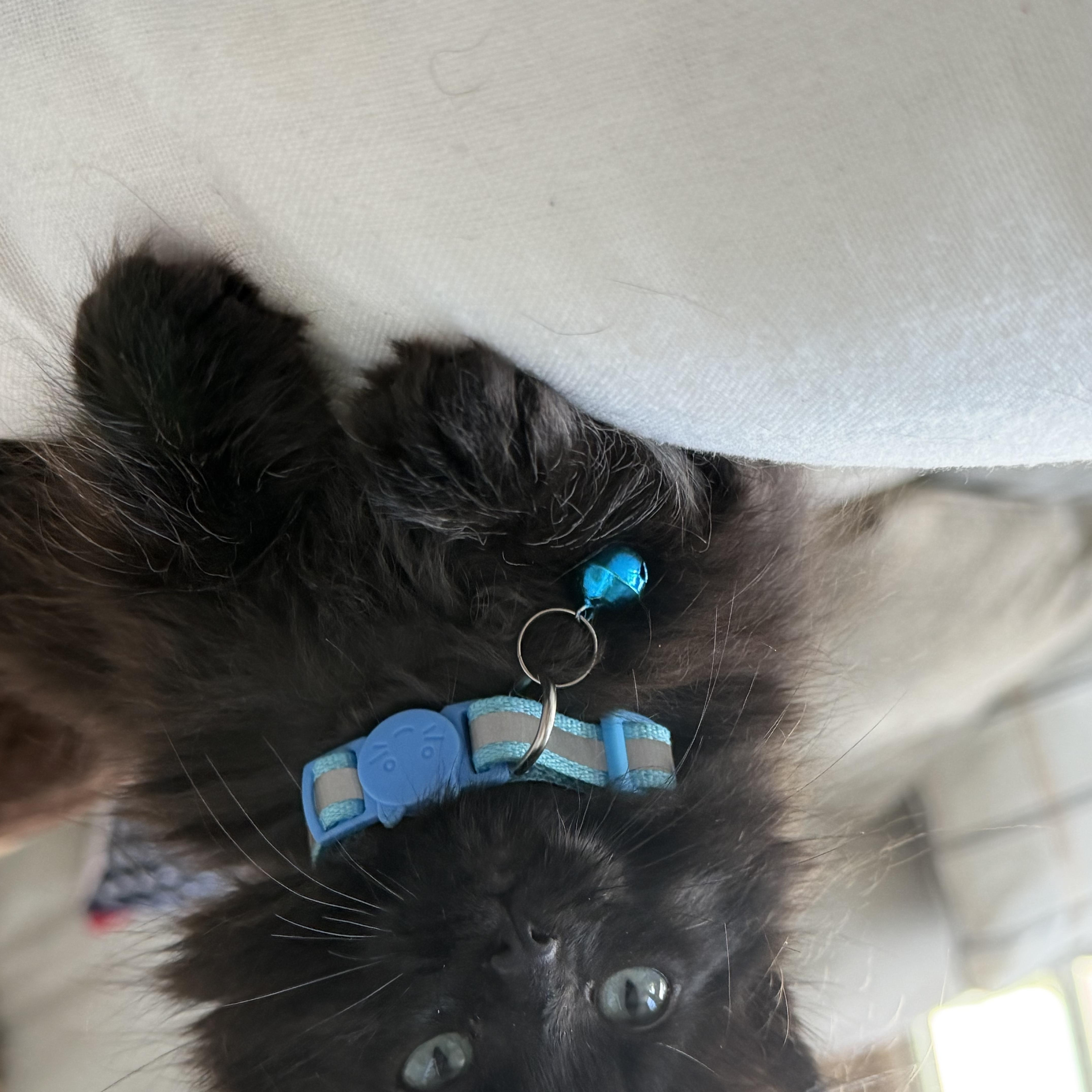 Louie