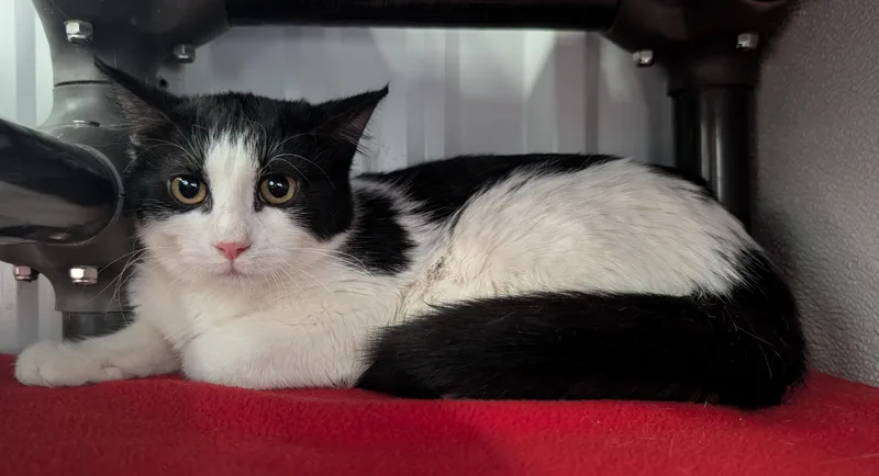 A young small-sized female Black & White / Tuxedo Domestic Short Hair cat named Dollar for adoption in New Ulm, MN