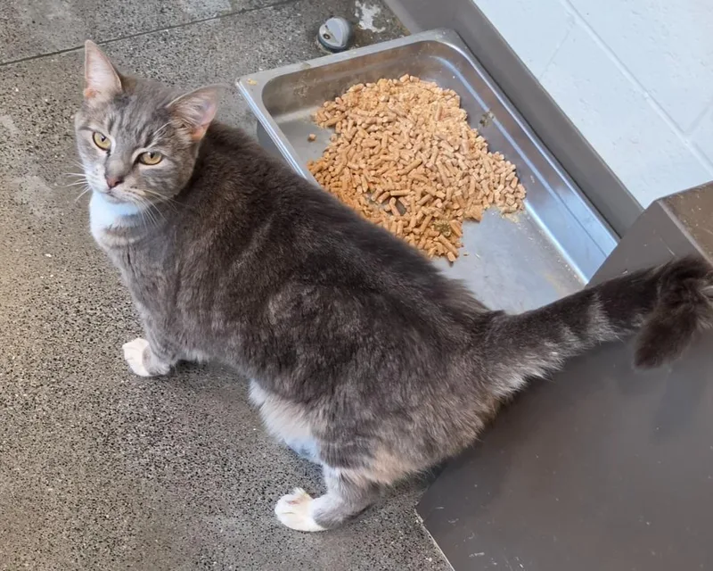 An adult large-sized female Domestic Short Hair cat named Lambeau for adoption in Rome, GA