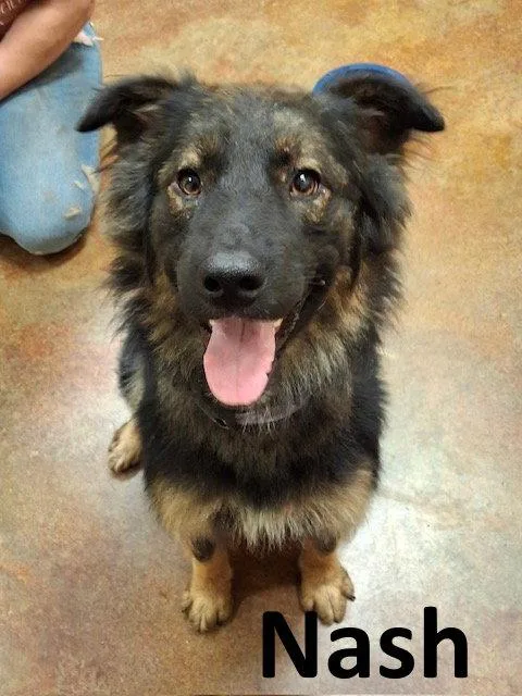 Nash