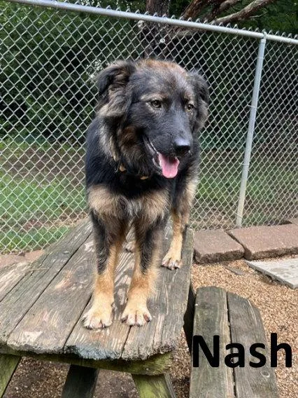 Nash thumbnail 3