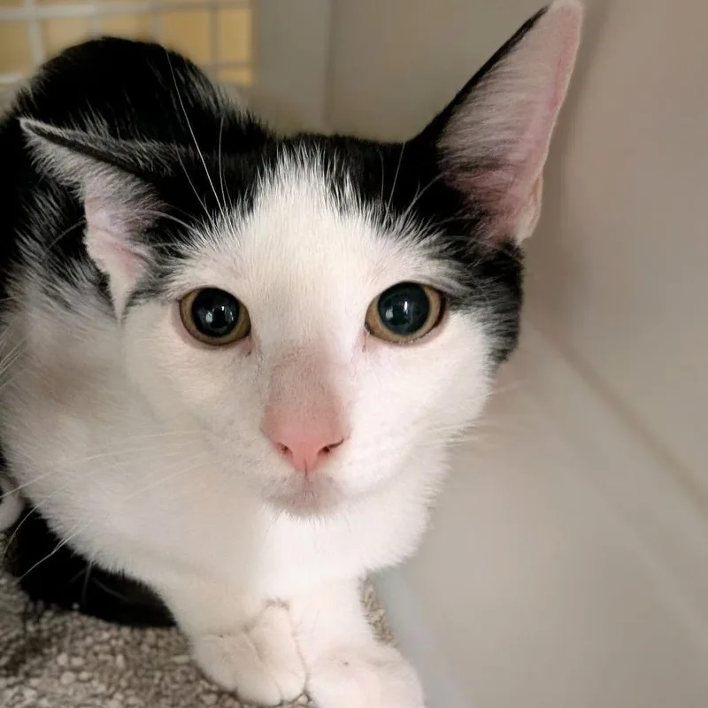 A baby small-sized female Black Domestic Short Hair cat named Brioche for adoption in Hamburg, NY