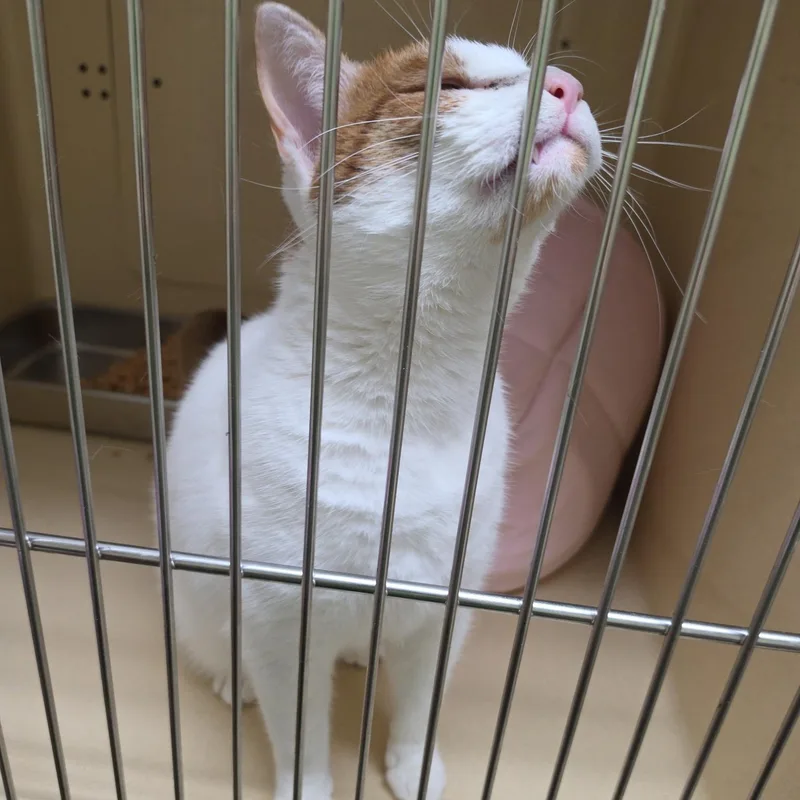 An adult medium-sized female White Tabby cat named Lindie for adoption in Clarksville, VA
