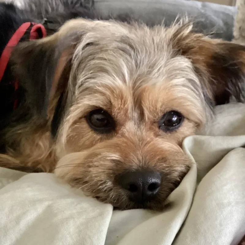 Cheeto Trooper thumbnail 2