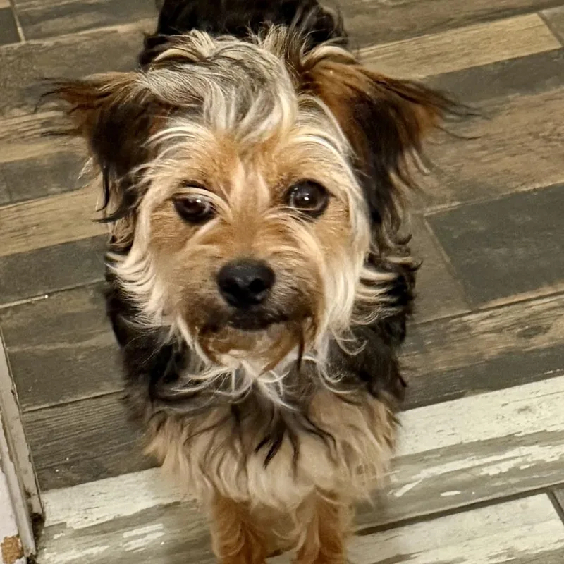 Cheeto Trooper thumbnail 3