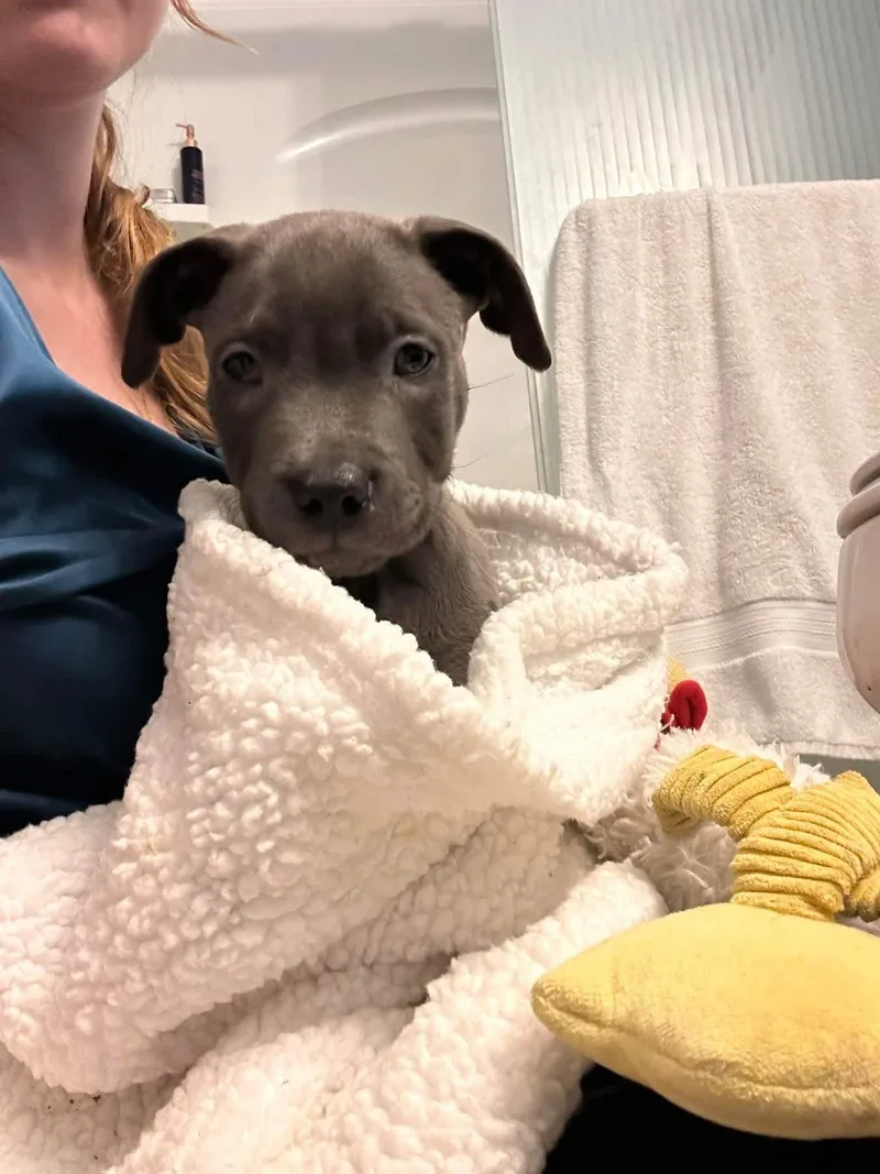 A baby medium-sized male Pit Bull Terrier dog named Jorts for adoption in Germantown, OH