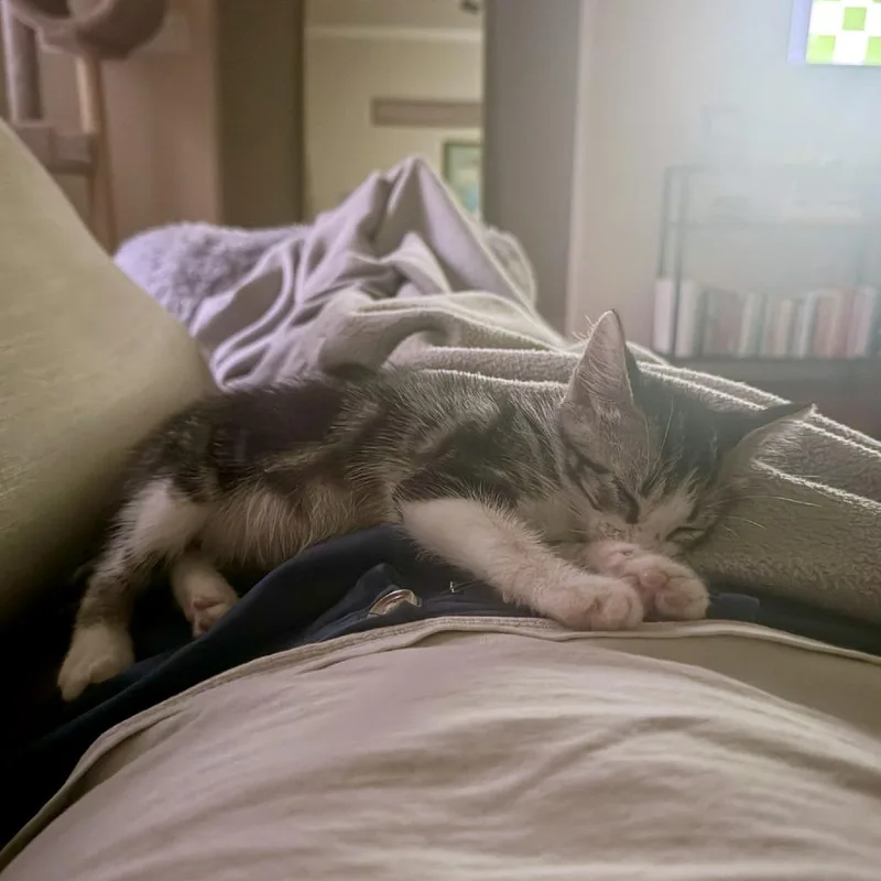 A baby small-sized male Gray / Blue / Silver Domestic Short Hair cat named Imported Obsidian for adoption in Austin, TX