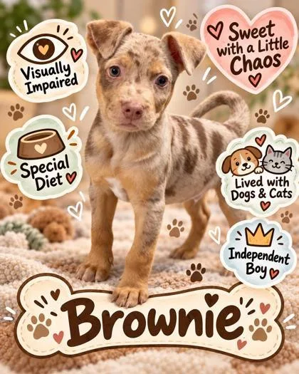 A baby small-sized male Mixed Breed dog named Brownie for adoption in Largo, FL