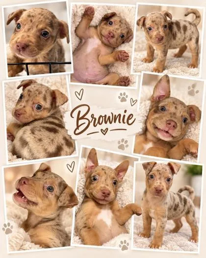 Brownie thumbnail 3