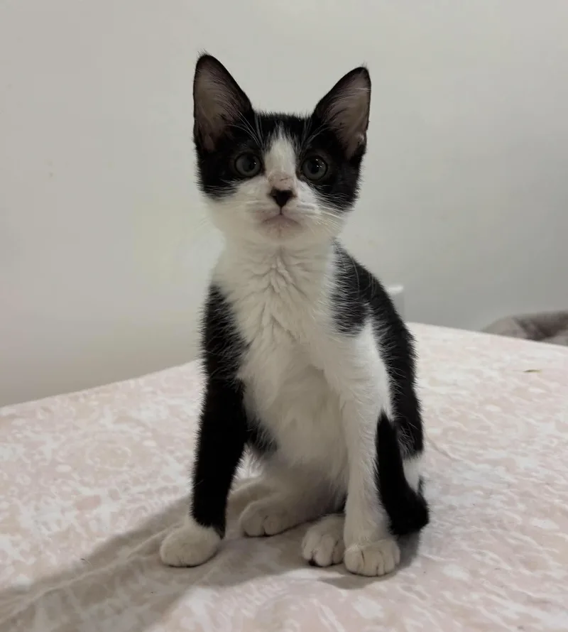 A baby medium-sized female Black & White / Tuxedo Domestic Short Hair cat named Riley for adoption in Columbia, MO