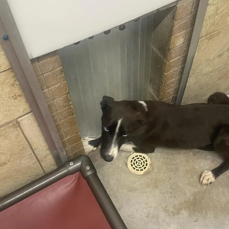 A young small-sized female Black Labrador Retriever dog named Spring Roll for adoption in Austin, TX