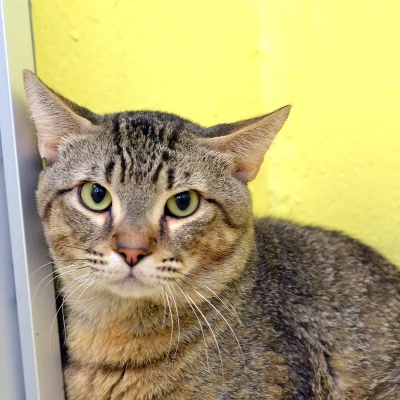An adult medium-sized male Brown / Chocolate Domestic Short Hair cat named Governor for adoption in Sanford, FL