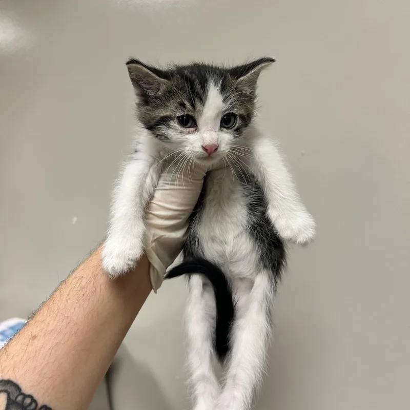 A baby small-sized male Brown / Chocolate Domestic Short Hair cat named Mo for adoption in Reno, NV