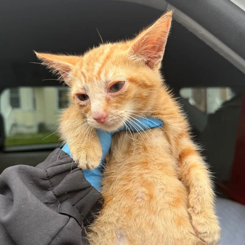 A baby small-sized male Orange / Red Domestic Short Hair cat named Duffy for adoption in Newark, NJ