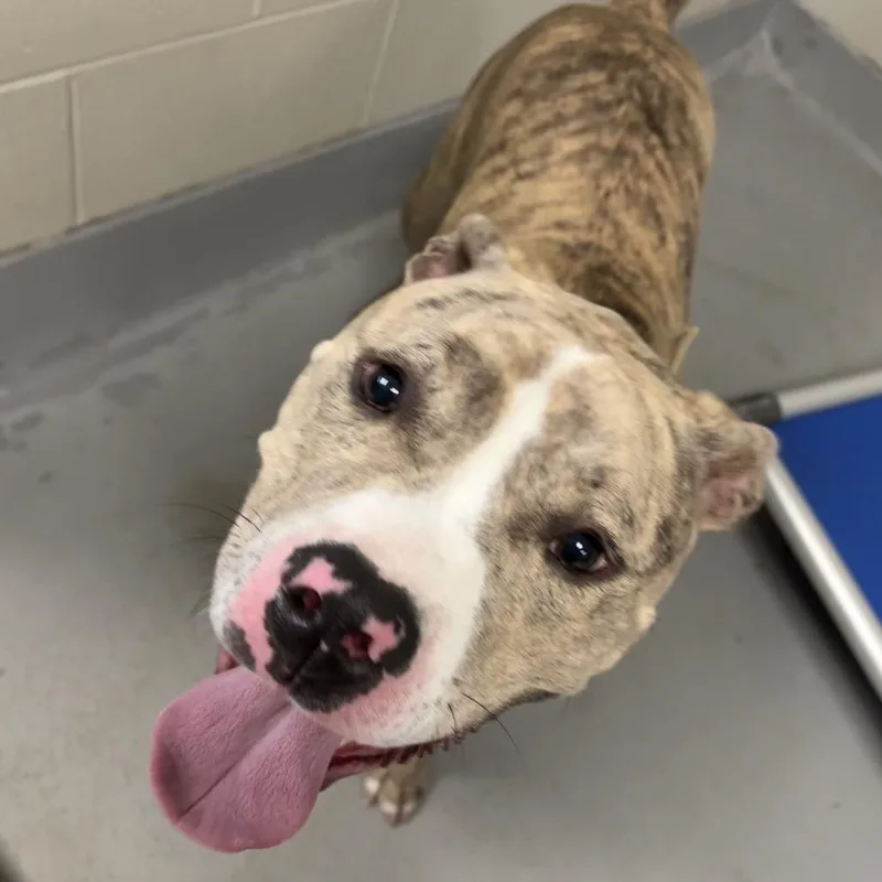 A young large-sized male Brindle Mixed Breed dog named Bunjee for adoption in Batavia, OH