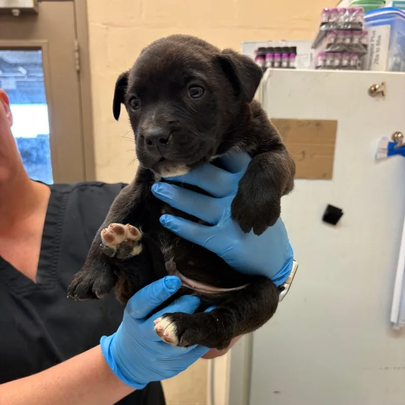 A baby small-sized male Brown / Chocolate Pit Bull Terrier dog named Ted for adoption in Birmingham, AL
