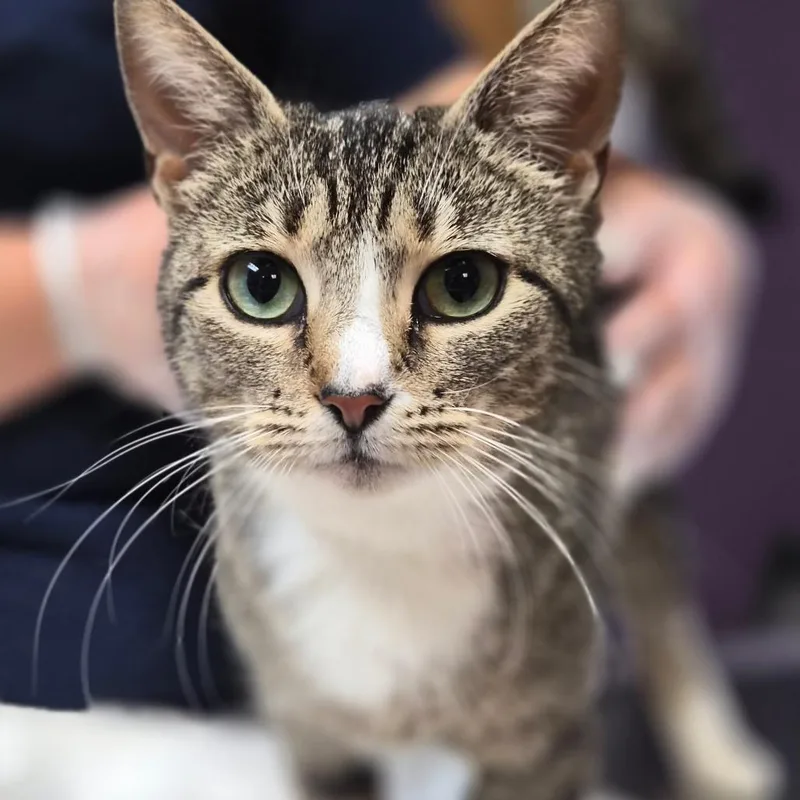 A young medium-sized female Gray / Blue / Silver Domestic Short Hair cat named Shakira for adoption in Newark, NJ