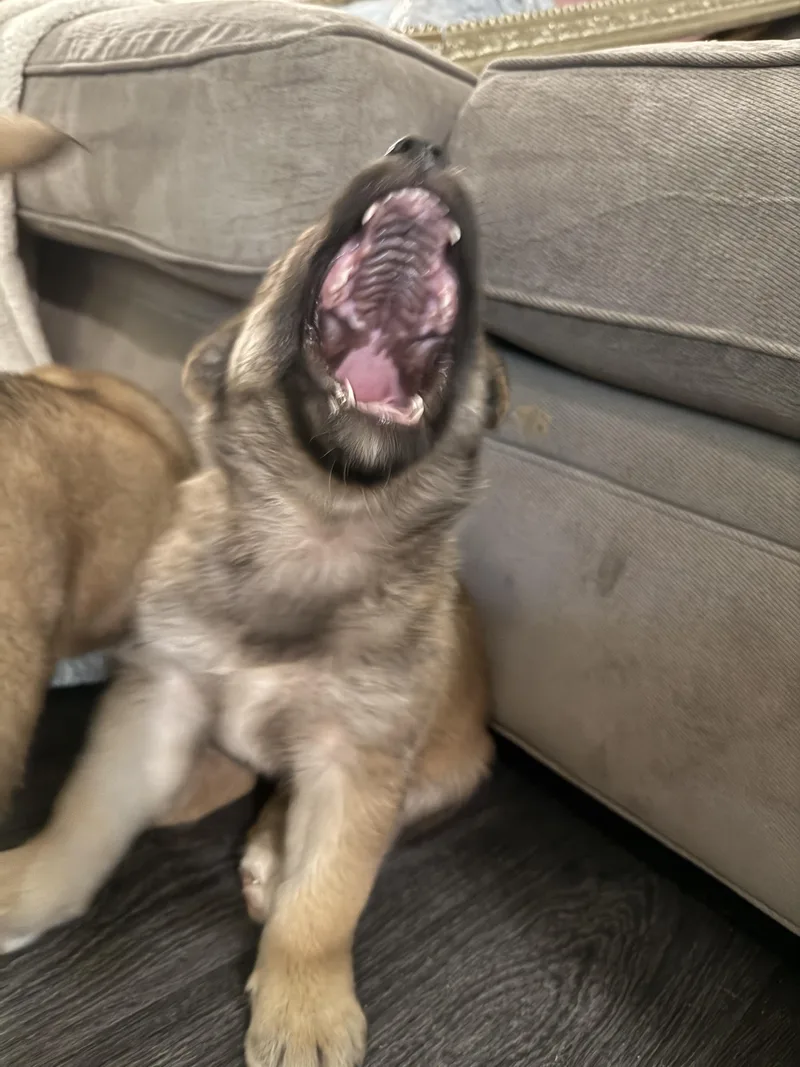 Dandelion thumbnail 2