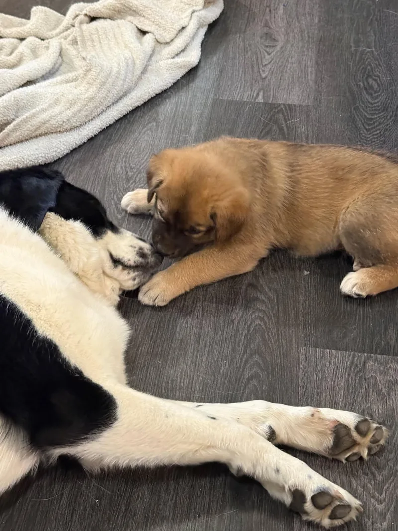 A baby medium-sized female Brown / Chocolate Bernese Mountain Dog dog named Dandelion for adoption in Cordova, TN