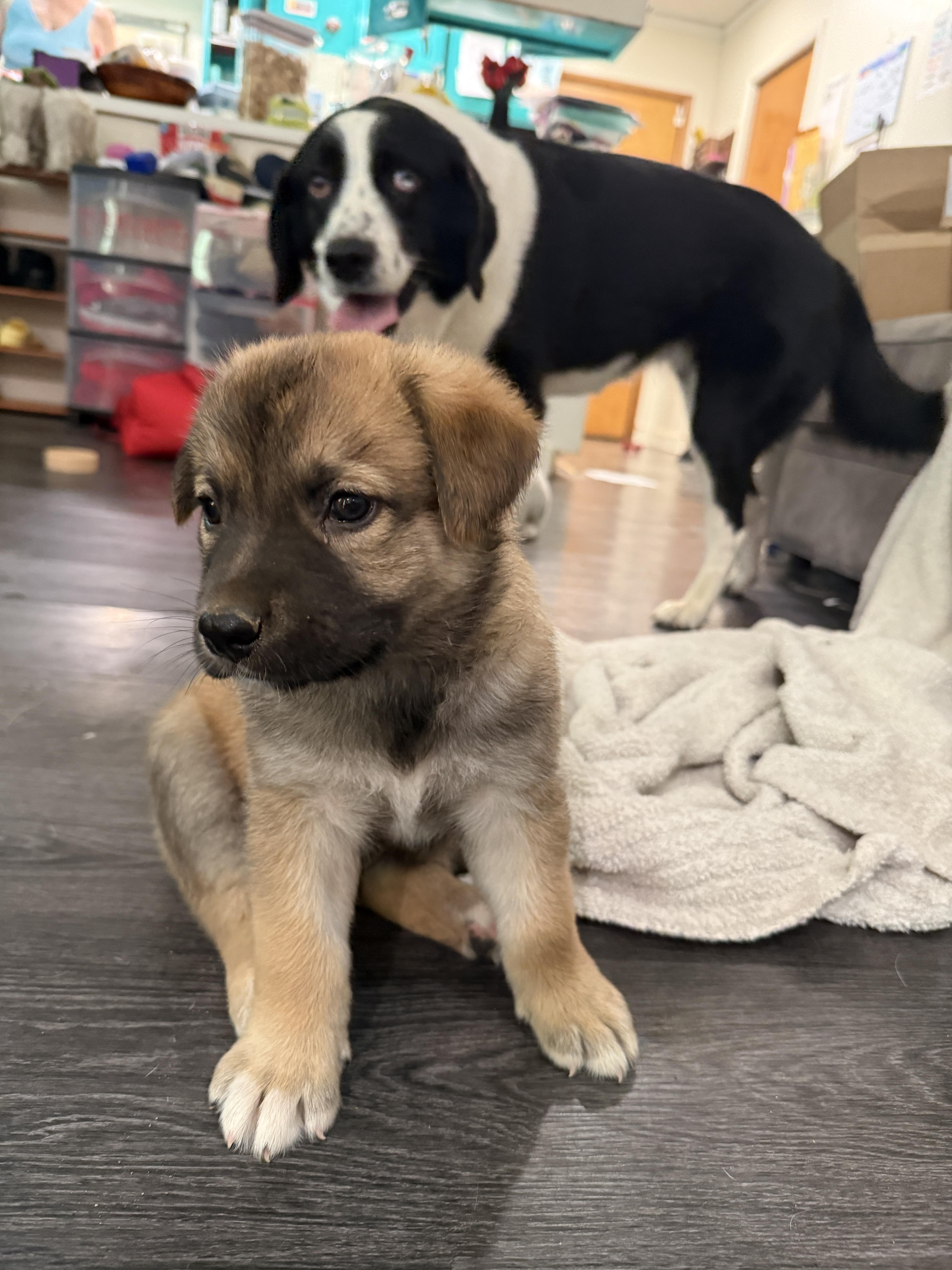 Dandelion thumbnail 3