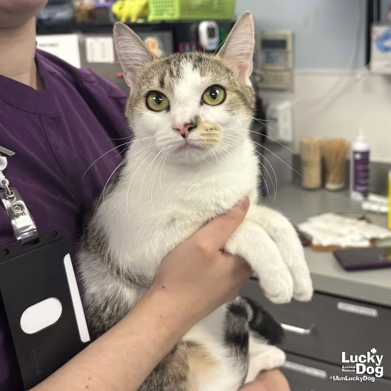 An adult medium-sized female Domestic Short Hair cat named Jersey for adoption in Washington, DC