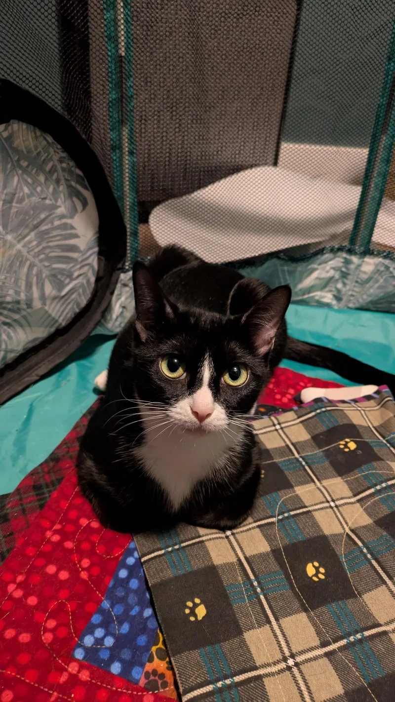 Brooklyn Young Female