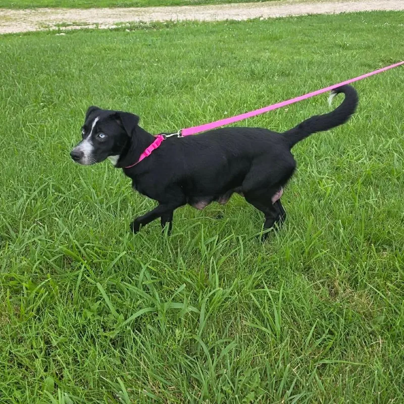 Roxie thumbnail 2