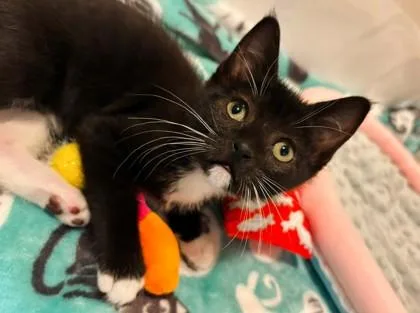 A baby small-sized female Black Domestic Short Hair cat named Maggie for adoption in Kansas City, MO