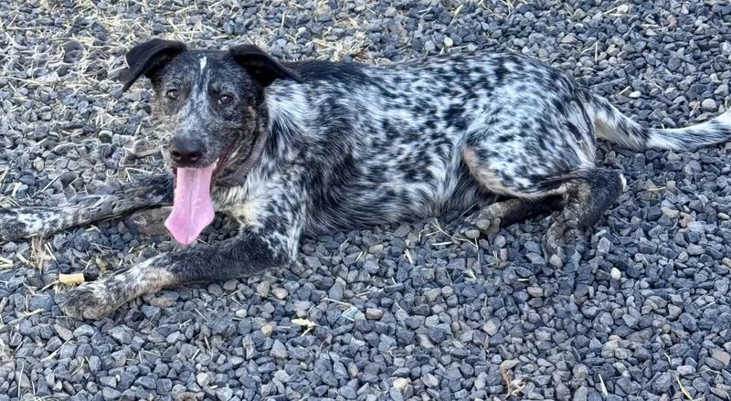 A young medium-sized male Harlequin Australian Cattle Dog / Blue Heeler dog named Ruckus for adoption in Bend, OR
