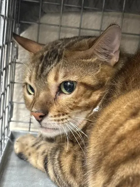 A young medium-sized female Bengal cat named Gabby for adoption in Las Vegas, NV