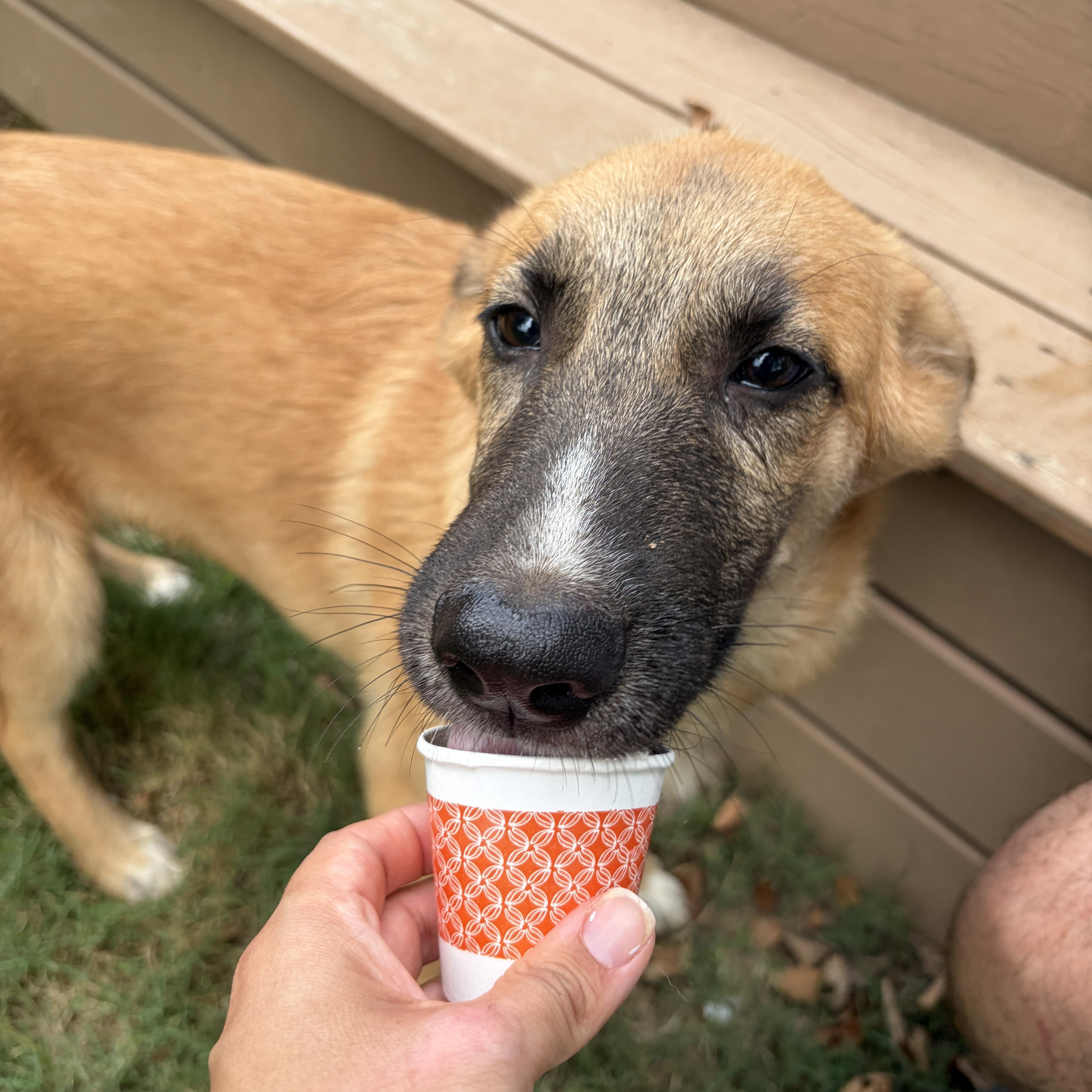 Biscuit