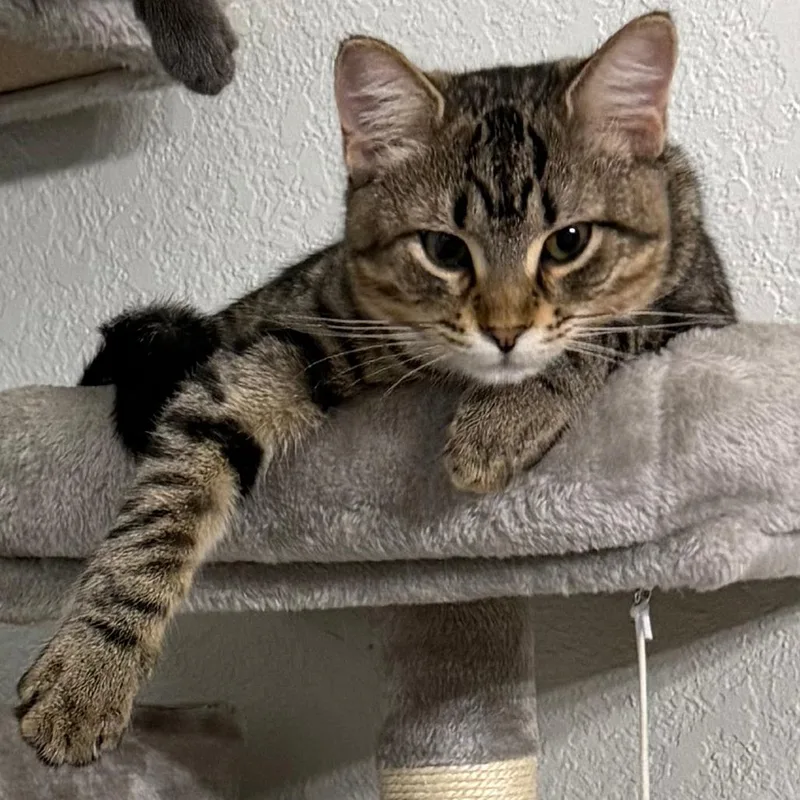 A baby medium-sized female Brown / Chocolate Domestic Short Hair cat named Litten for adoption in Port Charlotte, FL