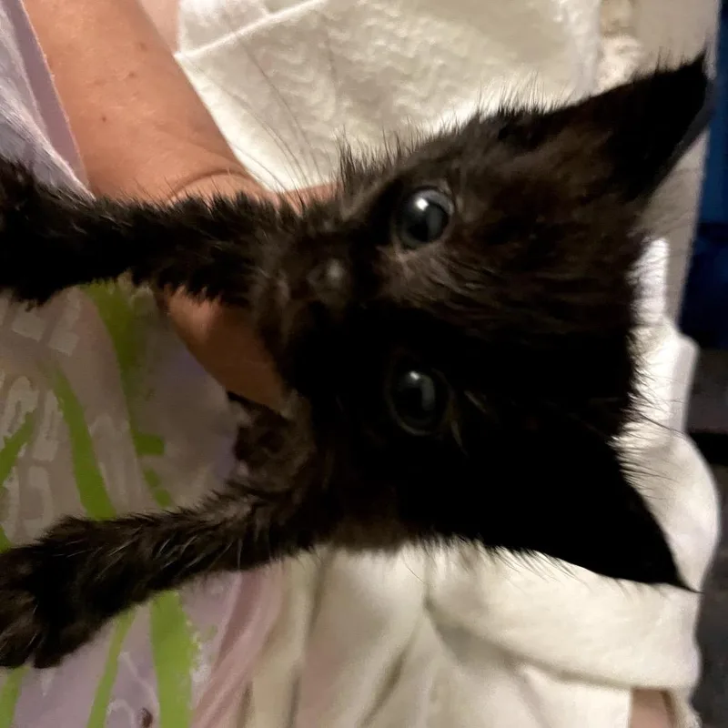 A baby small-sized male Black Domestic Short Hair cat named Tostada for adoption in Garfield, AR