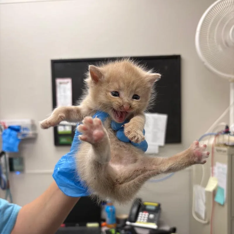 A baby small-sized male Buff / Tan / Fawn Domestic Short Hair cat named Frito Pie for adoption in Columbiana, AL