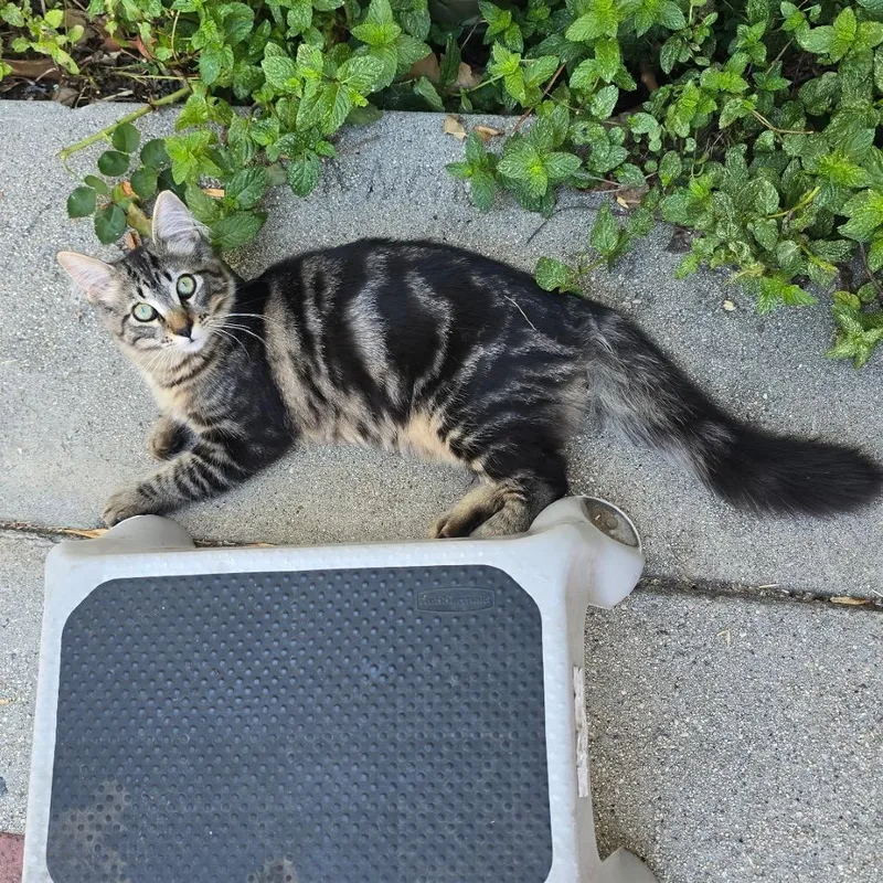 A young small-sized female Brown / Chocolate Domestic Long Hair cat named Abigail for adoption in Simi Valley, CA